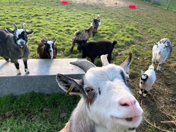 Greeting from a cheeky goat