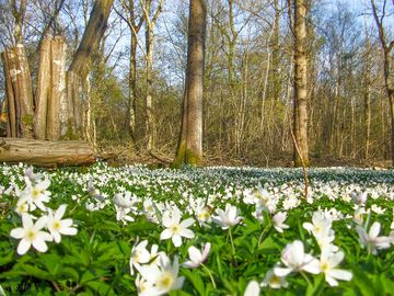 Forest floor in bloom