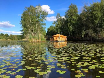 Tarka on the pond covered with lilies