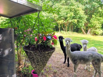 So inquisitive, just watching me pot the new flowers