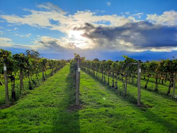 Sunshine and open skies over the vineyard