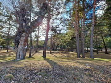 Pitches shaded by trees