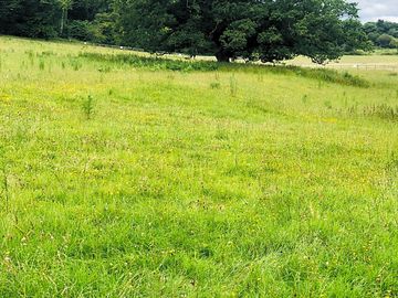 Meadow pitches