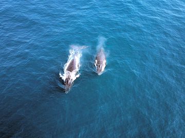 Whales close to shore