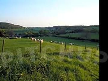 Sheep grazing on the farm