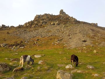At valley of rocks, lynton you might come across the free-roaming goats