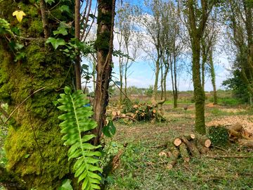 Woodland camping area