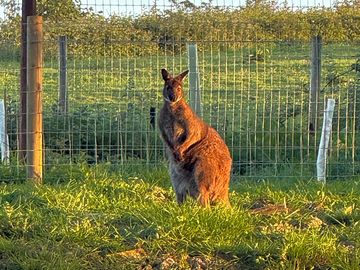 Come say g'day to skip!