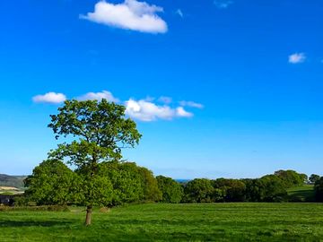 Greenery all around