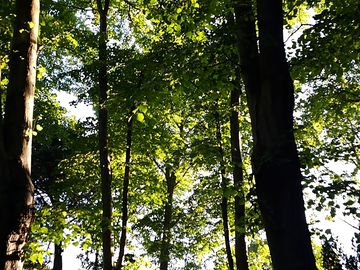 Canopy