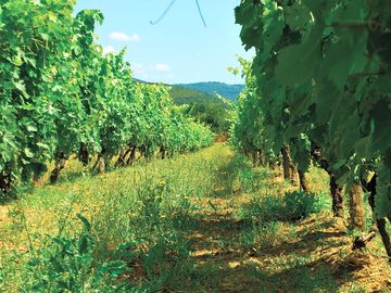 Glamping fra le vigne
