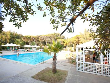 Swimming pool surrounded by trees