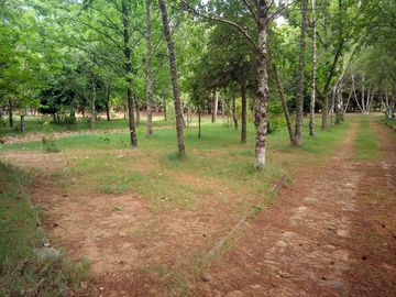 Pitches among the trees