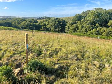Some of our new trees in our Rusty Hollow wild meadow
