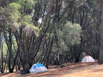 Tree-shaded pitches