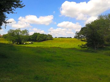 Cattle grazing in the field next to the woodland site