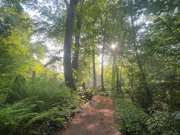 Small section of the woodland nature and sculpture trail