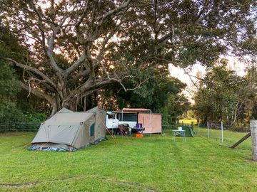 Ancient fig tree on site