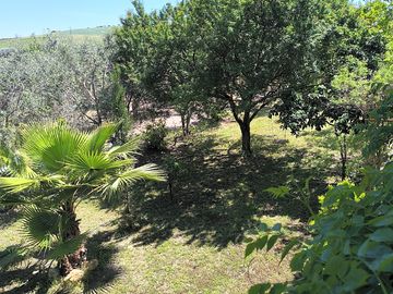 Pitch surrounded by palms and olive trees