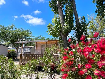 Flowers, shrubs and trees all round the site