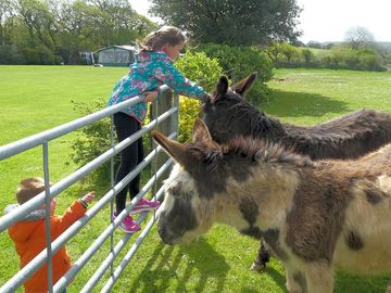 Donkeys on site, which kids are welcome to feed