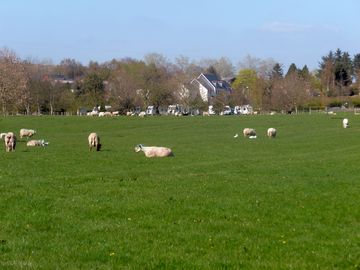 sheep!