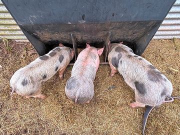 Our 3 little pigs that you can see and feed