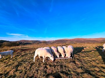 Sheep on the farm