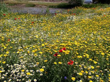 Bee-friendly flowers
