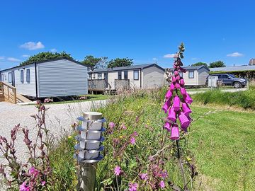 Flowers around the site
