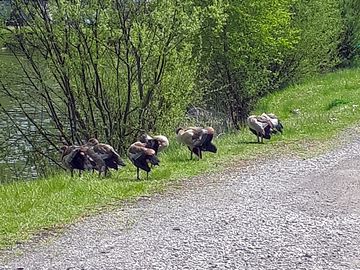 Visiting wildlife