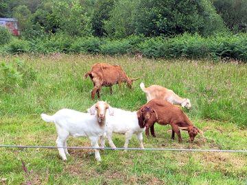 Goat herd