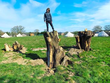 Stumps in the meadow