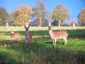 The local wildlife on your doorstep