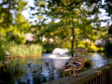 Duck at the site