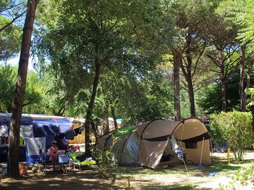 Pitch among the trees