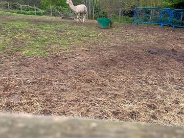 Ducks and alpacas