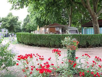 Green avenues with hedges and planting