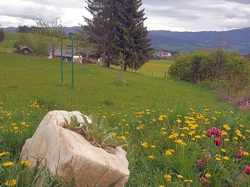 Wiese