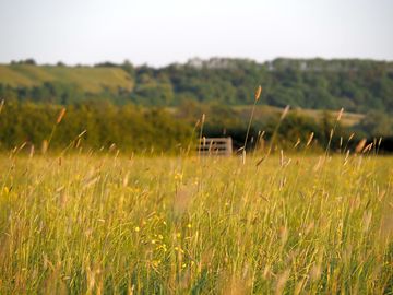 View to the marlborough downs