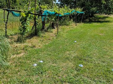Partially shaded pitches among the vines