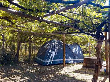 Tent pitches in the vineyard