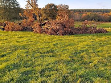 Paddock laid to grass