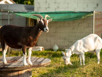 Onsite animals