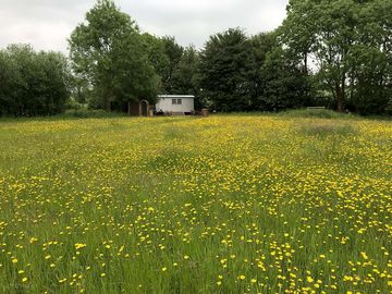 Meadow in front of the shepherd's hut