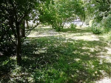 Our little coppice of trees