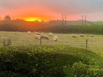 Sheep in the field at sunset