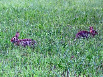Look out for rabbits in the grass
