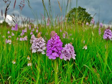 Wildflowers in the meadow