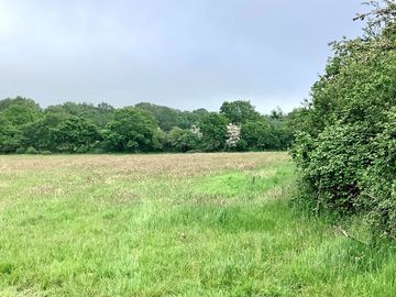 View across meadow